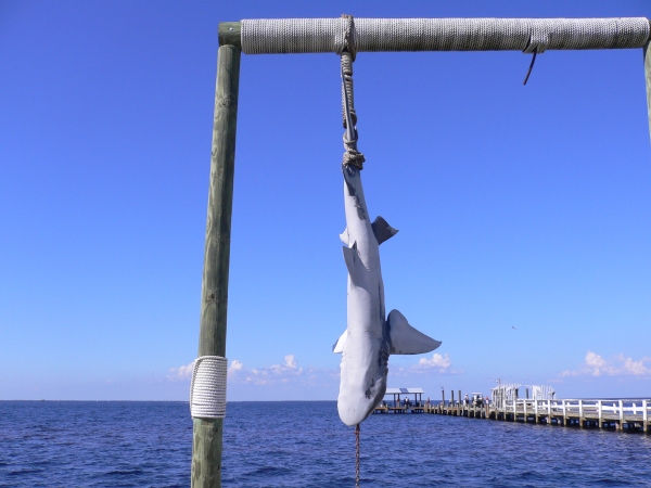 Haifisch in Florida