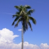 Eine Palme in Florida
