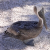 Ein Pelikan in Marco Island