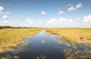 Die Everglades in Florida