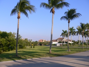Eine Palme in Florida
